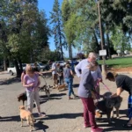Blessing of the Animals