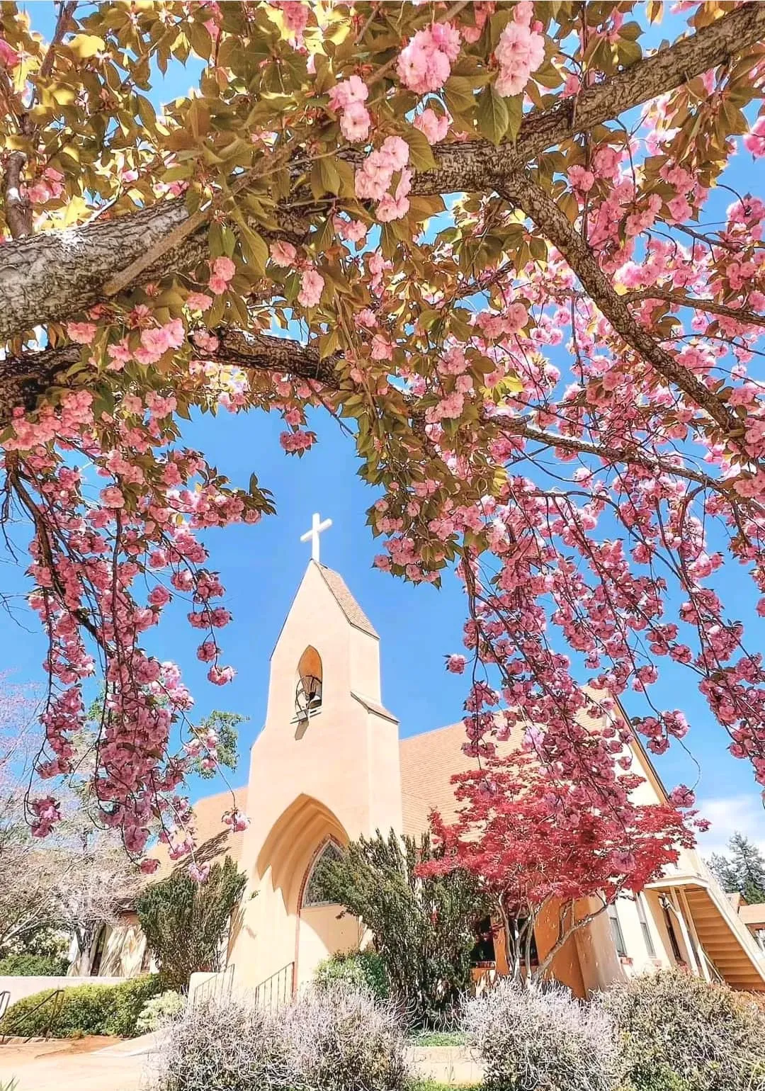 Paradise Lutheran Church_cherry blossoms A church with a steeple and cross is framed by blooming pink cherry blossom branches under a clear blue sky.
